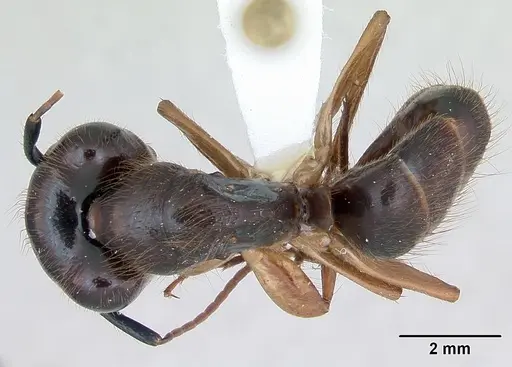 Camponotus atriceps specimen CASENT0173391 image casent0173391_1