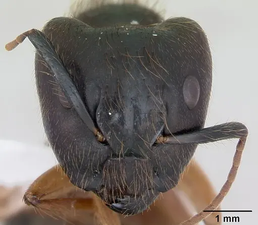 Camponotus atriceps specimen CASENT0173391 image casent0173391_2