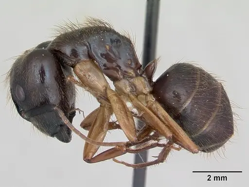 Camponotus atriceps specimen CASENT0173391 image casent0173391_3