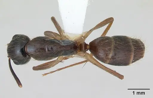 Camponotus atriceps specimen CASENT0173392 image casent0173392_1