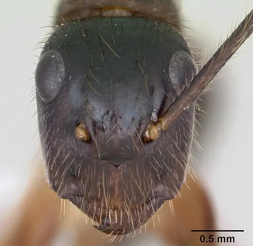 Camponotus atriceps specimen CASENT0173392 image casent0173392_2