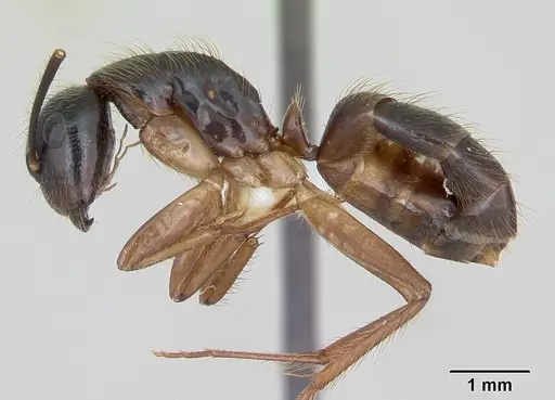 Camponotus atriceps specimen CASENT0173392 image casent0173392_3