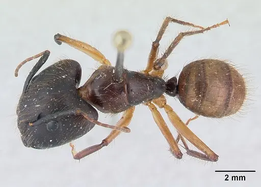 Camponotus atriceps specimen CASENT0178616 image casent0178616_1
