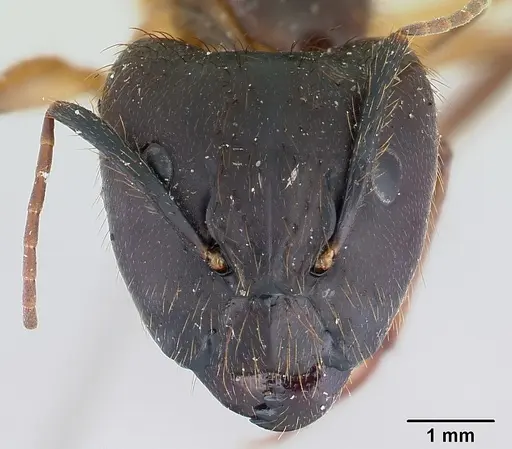 Camponotus atriceps specimen CASENT0178616 image casent0178616_2