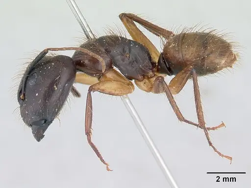Camponotus atriceps specimen CASENT0178616 image casent0178616_3