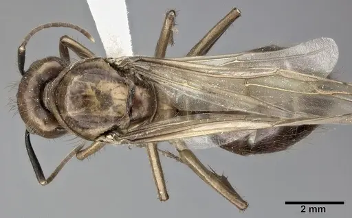 Camponotus atriceps specimen CASENT0246686 image casent0246686_1
