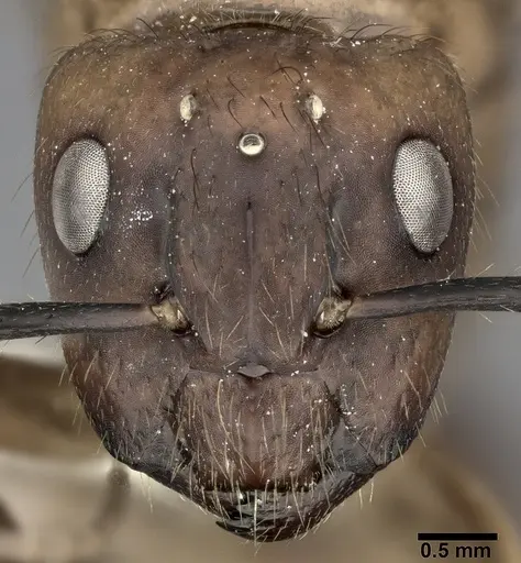 Camponotus atriceps specimen CASENT0246686 image casent0246686_2