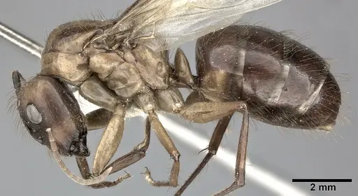 Camponotus atriceps specimen CASENT0246686 image casent0246686_3