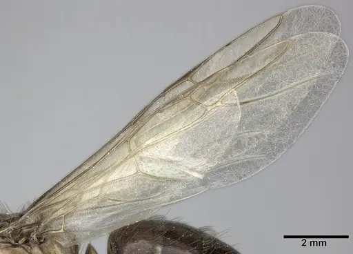 Camponotus atriceps specimen CASENT0246686 image casent0246686_4