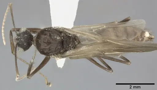 Camponotus atriceps specimen CASENT0246687 image casent0246687_1