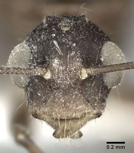 Camponotus atriceps specimen CASENT0246687 image casent0246687_2