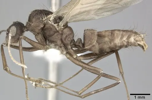 Camponotus atriceps specimen CASENT0246687 image casent0246687_3