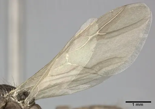 Camponotus atriceps specimen CASENT0246687 image casent0246687_4
