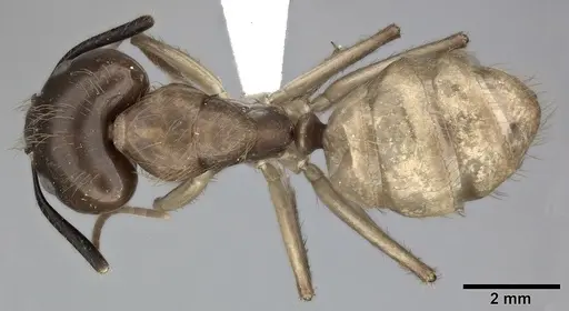 Camponotus atriceps specimen CASENT0246688 image casent0246688_1