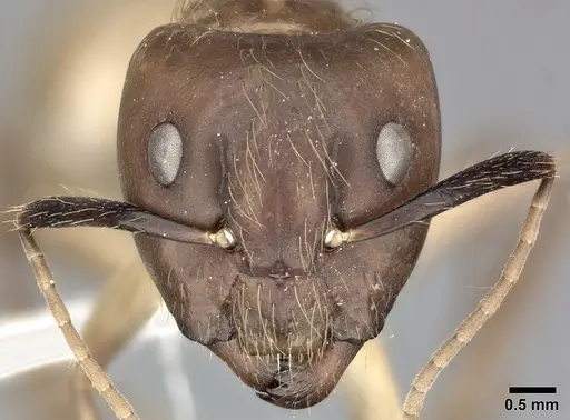 Camponotus atriceps specimen CASENT0246688 image casent0246688_2