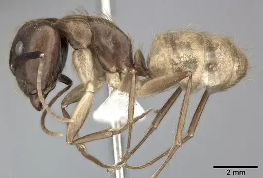 Camponotus atriceps specimen CASENT0246688 image casent0246688_3