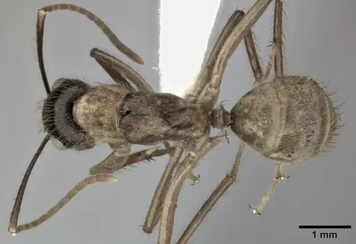 Camponotus atriceps specimen CASENT0246689 image casent0246689_1