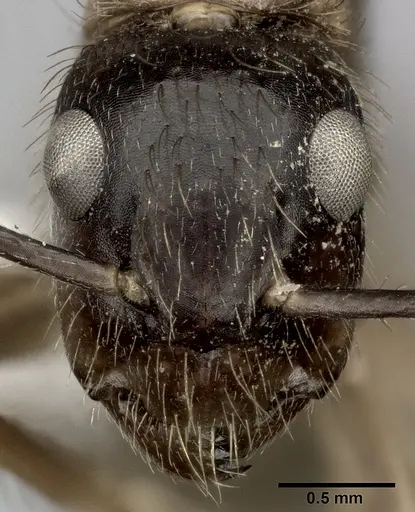 Camponotus atriceps specimen CASENT0246689 image casent0246689_2