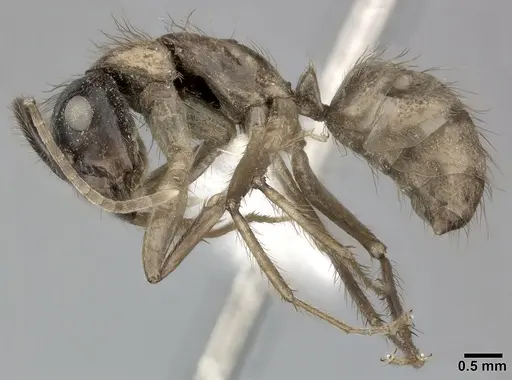 Camponotus atriceps specimen CASENT0246689 image casent0246689_3