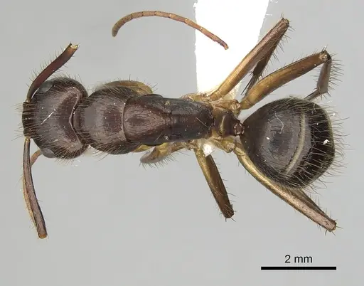 Camponotus atriceps specimen CASENT0249349 image casent0249349_1
