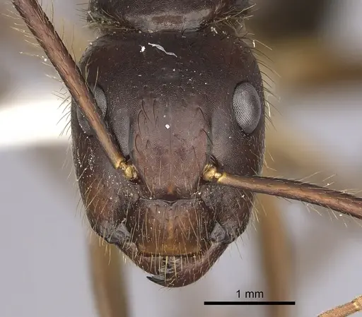 Camponotus atriceps specimen CASENT0249349 image casent0249349_2