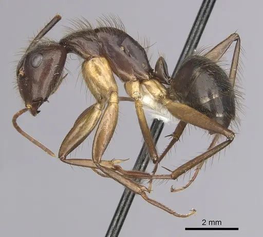 Camponotus atriceps specimen CASENT0249349 image casent0249349_3