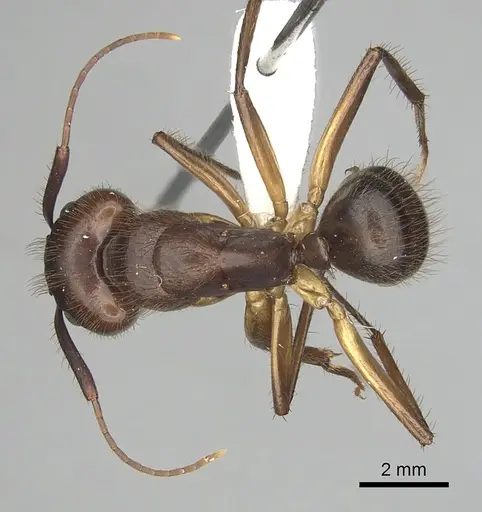 Camponotus atriceps specimen CASENT0249350 image casent0249350_1