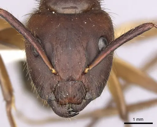 Camponotus atriceps specimen CASENT0249350 image casent0249350_2