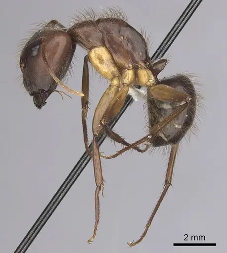 Camponotus atriceps specimen CASENT0249350 image casent0249350_3