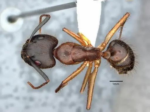 Camponotus atriceps specimen CASENT0882164 image casent0882164_1