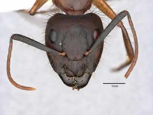 Camponotus atriceps specimen CASENT0882164 image casent0882164_2