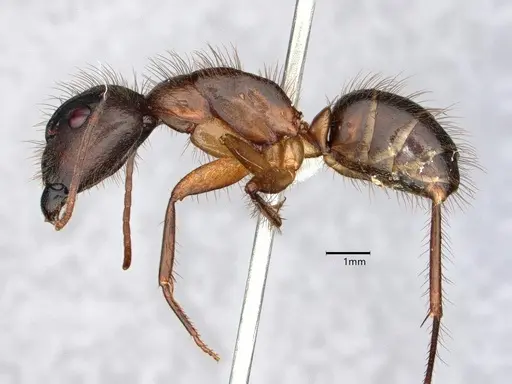 Camponotus atriceps specimen CASENT0882164 image casent0882164_3