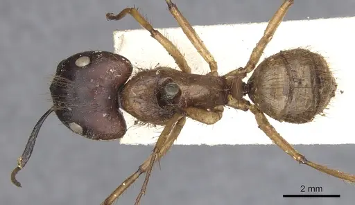 Camponotus atriceps specimen CASENT0903607 image casent0903607_1