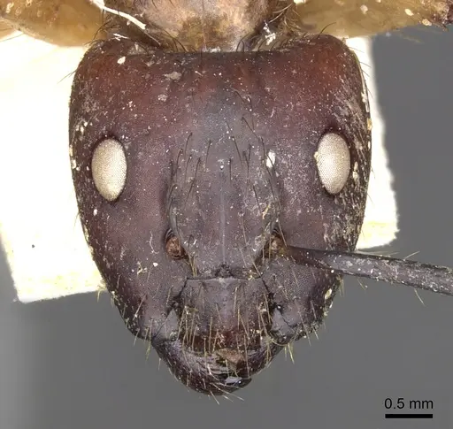 Camponotus atriceps specimen CASENT0903607 image casent0903607_2