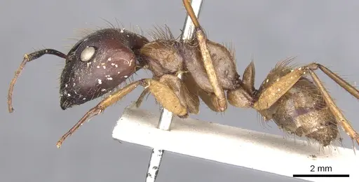 Camponotus atriceps specimen CASENT0903607 image casent0903607_3
