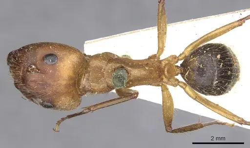 Camponotus atriceps specimen CASENT0903608 image casent0903608_1