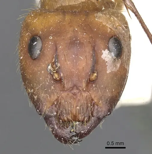 Camponotus atriceps specimen CASENT0903608 image casent0903608_2