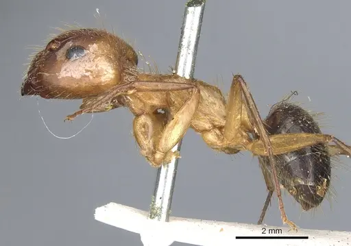Camponotus atriceps specimen CASENT0903608 image casent0903608_3