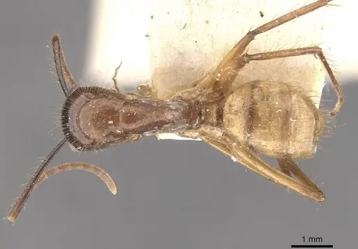 Camponotus atriceps specimen CASENT0910334 image casent0910334_1