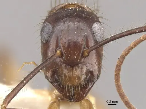 Camponotus atriceps specimen CASENT0910334 image casent0910334_2