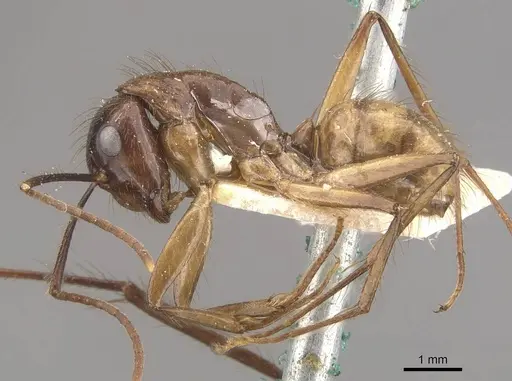 Camponotus atriceps specimen CASENT0910334 image casent0910334_3