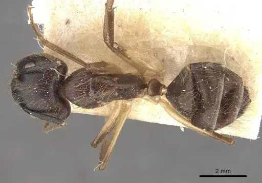 Camponotus atriceps specimen CASENT0910335 image casent0910335_1