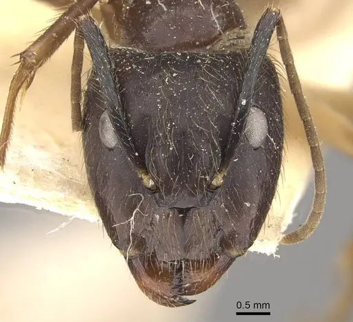Camponotus atriceps specimen CASENT0910335 image casent0910335_2