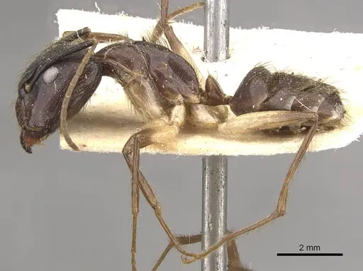 Camponotus atriceps specimen CASENT0910335 image casent0910335_3