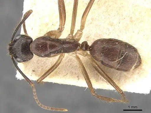Camponotus atriceps specimen CASENT0910336 image casent0910336_1