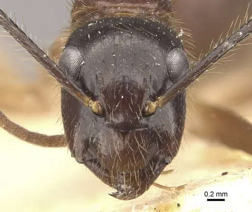 Camponotus atriceps specimen CASENT0910336 image casent0910336_2