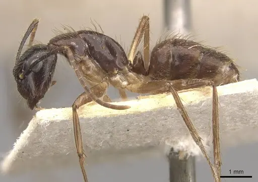 Camponotus atriceps specimen CASENT0910336 image casent0910336_3