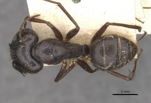 Camponotus atriceps specimen CASENT0910337 image casent0910337_1