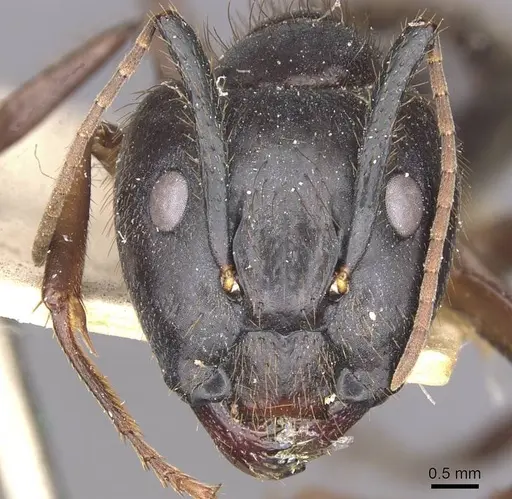 Camponotus atriceps specimen CASENT0910337 image casent0910337_2