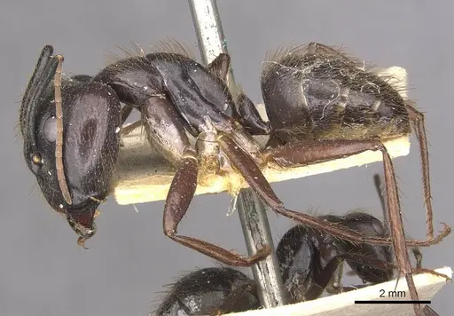 Camponotus atriceps specimen CASENT0910337 image casent0910337_3